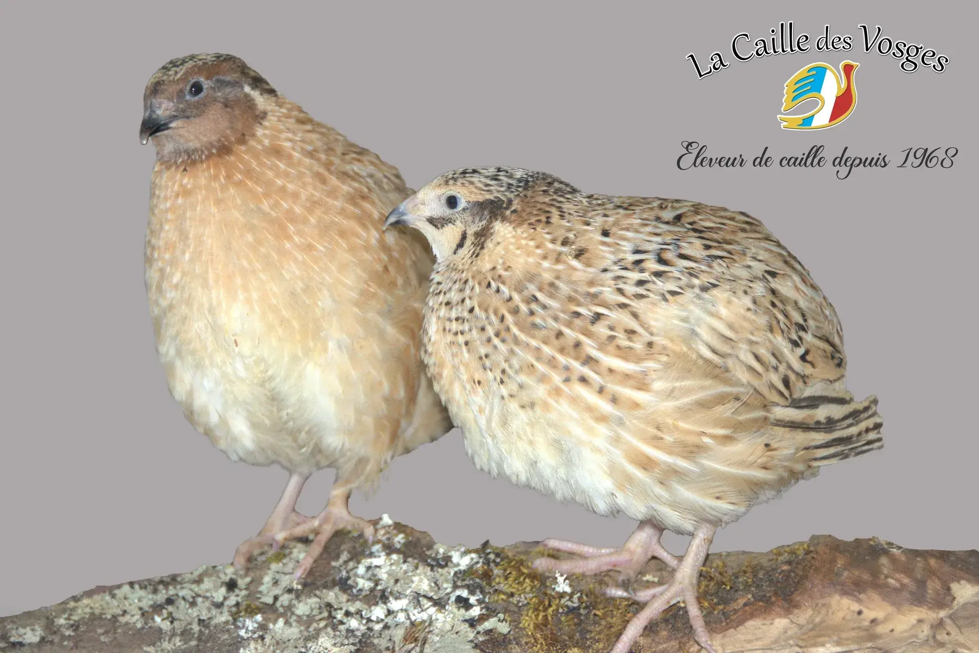 caille Isabelle